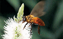Mật ong thiên nhiên rừng U Minh hạ